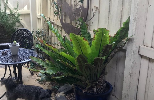 Carrum Apartment | Charming Beachside studio - 2 min to the beach , pets welcome .