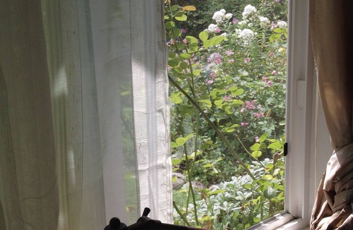 Whiteaker Cottage | Charming Cottage: A Private Garden Retreat in Historic Whiteaker Neighborhood