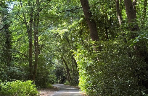 Cobham Cottage | Charming Cottage within Ancient Woodland Forest