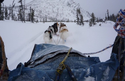 Fairbanks Cabin | Charming forest cabin -sled dogs
