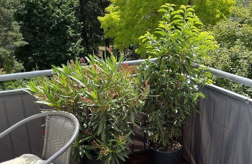 Kassel Condo | Charming old-style apartment with south-facing balcony in a popular residential area