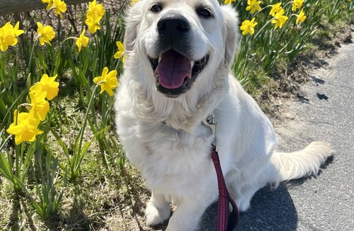 Nantucket Town Cottage | Charming Pet Friendly Cottage