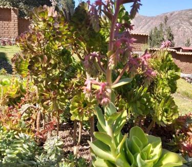 Urubamba Ski Chalet | Charming Urubamba Cusco house - Kapuliyuq