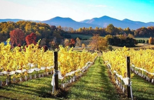 Fairfield Cabin | Charming Vineyard Cabin-Wine, Vines, & Views near-WLU, VMI, & The Horse Center