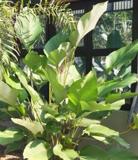 Kunnamangalam Resort | Cherry Blossoms Chalet