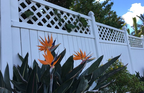Kona Palisades House | Close to airport and 15 minutes drive to downtown, really nice garden.