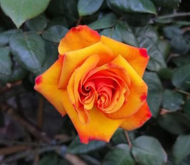 Bellagio Apartment | COTTAGE ROSE
