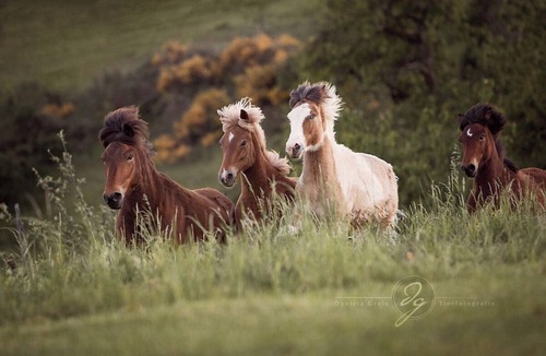 Muenchweiler an der Alsenz Apartment | Cozy vacation apartment on an Icelandic horse farm in the middle of the Palatinate Forest