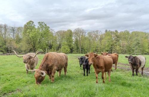 Loudon Apartment | Cozy Highland Cattle-View Suite Peaceful, Private Pet-Friendly