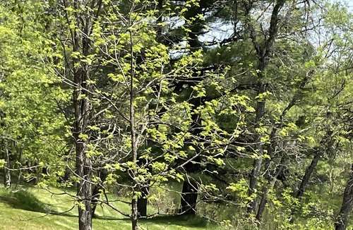 Republic Cottage | Cozy & Private Upper Michigan Riverfront Cottage With 970 ft. Of River Frontage!