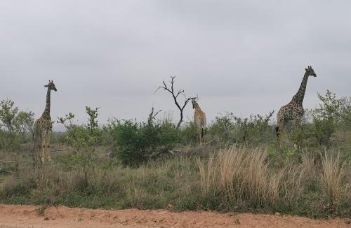 Buffelspruit Villa | Crocodile Bend