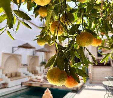Taroudannt Bed & Breakfast | Dar Salam Souss
