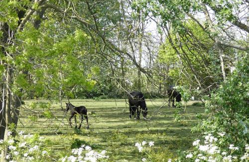Ferwerd Bed & Breakfast | De Fryske Wyn