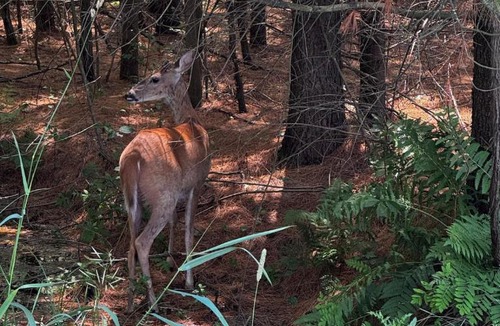 Mauston House | Deer Haven - Private 9-Acre Retreat - Near WI Dells