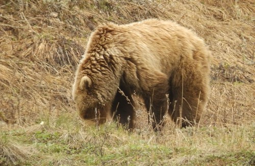 Healy Cabin | Denali Wildlife Moose Cabin Luxury with a touch of Rustic