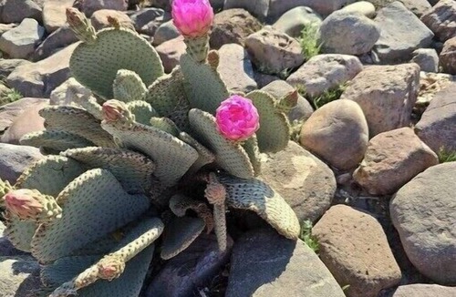 Topock House | Desert Oasis Bring the family and pets to a little slice of desert beauty.