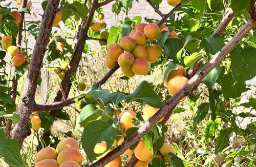 Olympos House | Detached house surrounded by fruit trees, very close to Olympos and Çıralı