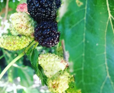 Arborea Bed & Breakfast | Dimora Arborea