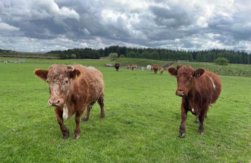Lanark House | Distillers Cottage, Peaceful rural retreat in Lanarkshire, onsite craft distillery, hot tub, bbq hut, central for exploring Scotland
