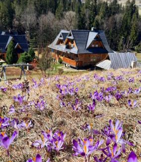 Witow Ski Chalet | Domek Kojsówka