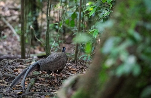 Bukit Lawang House | Dormitory Orangutan Backpacker & Jungle Trekking