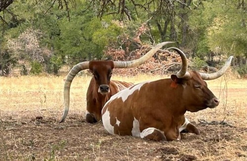Llano County Cabin | Down Horn Ranch-Raylee cabin