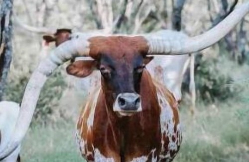 Llano County Cabin | Down Horn Ranch-Raylee cabin