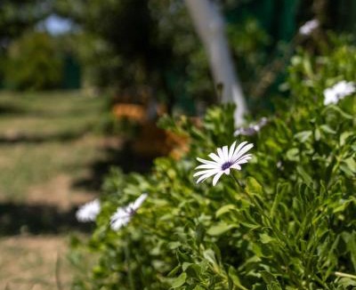 Nopigia Other | Edem private camping