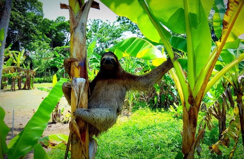 Coco Key Cabin | El Caribeo - Nature Lodge