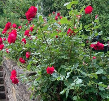Matlock Bed & Breakfast | Ellen House Bed and Breakfast