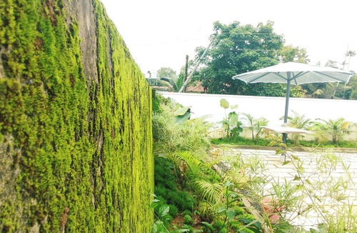 Mararikulam Villa | Entire 3 Bedroom villa in Mararikulam, Alappuzha. 5 min to the Beach!