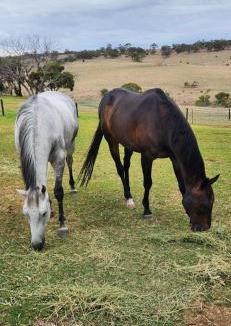 Uleybury House | Equestrian Farm Stay