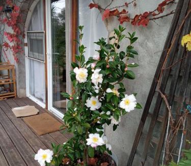 Sainte-Olive Bed & Breakfast | Espace Nature Studio indépendant proche du Parc des oiseaux