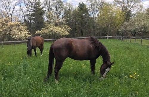 Maple Hill House | Farm Stay with Horses & Pool with Mountaintop Views