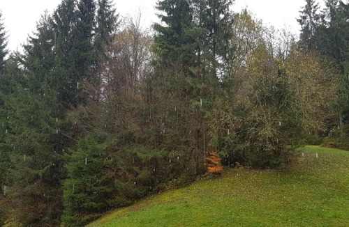 Obertal Apartment | Ferienwohnung Obertal