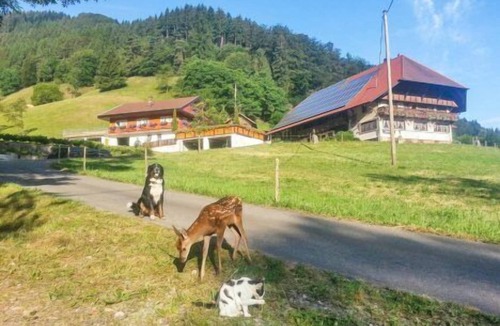 Wolfach Apartment | Ferienwohnung Waldblick, 60qm, max. 5 Personen
