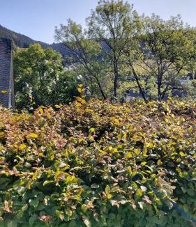 Silbach Apartment | Ferienwohnung-Wilmes