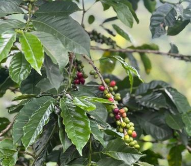 Dosquebradas House | Finca Cafetera con Vista a las Montañas - Cerca de Pereira