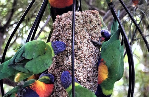 Wandandian Cottage | Finchley, Wandandian NSW - pets welcome