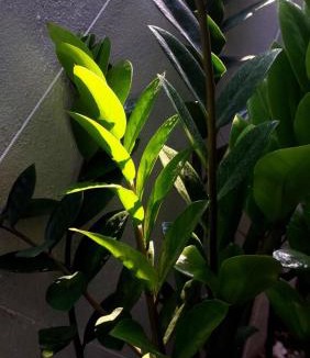 Old City Hostel | Flow Garden Residence