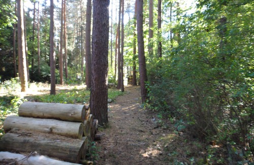 Hitzacker House | "Forest bathing" in Wendland, near the Elbe - hiking and cycling from the doorstep