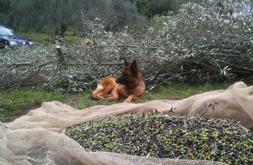 Gradoli House | Fully equipped holiday cottage in front of the Lake, surrounded by olive trees