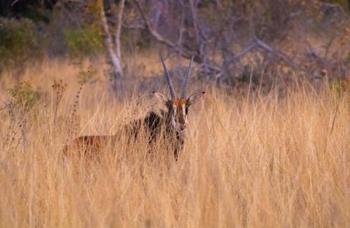 Modimolle Cabin | Fumani Game Lodge