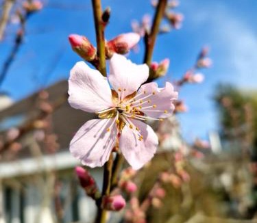 Gerlafingen Bed & Breakfast | Gästezimmer Gerlafingen