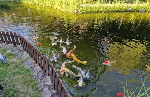 Trebbin Apartment | Gästezimmer mit Bezauberndem Garten und Koi-teich