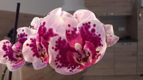 Siusi Bed & Breakfast | Garni Karlegger