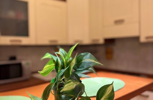 Monteverde Apartment | Gianiculum apartment