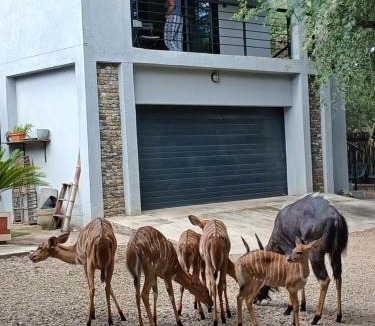 Marloth Park Apartment | Giraffe Studio @ Kruger