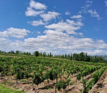 Rama Caida Other | glamping en el viñedo