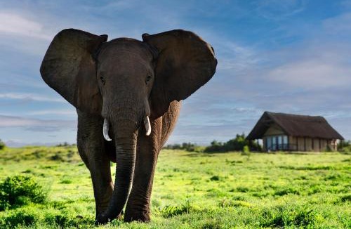 Addo Other | Gorah Elephant Camp